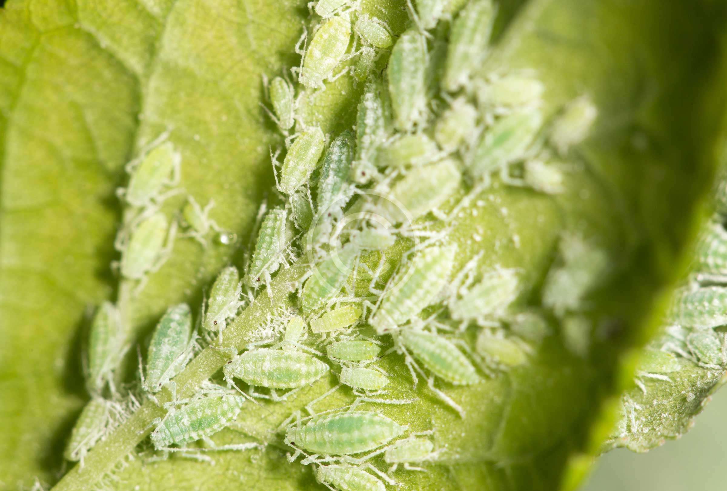 Aphid Removal