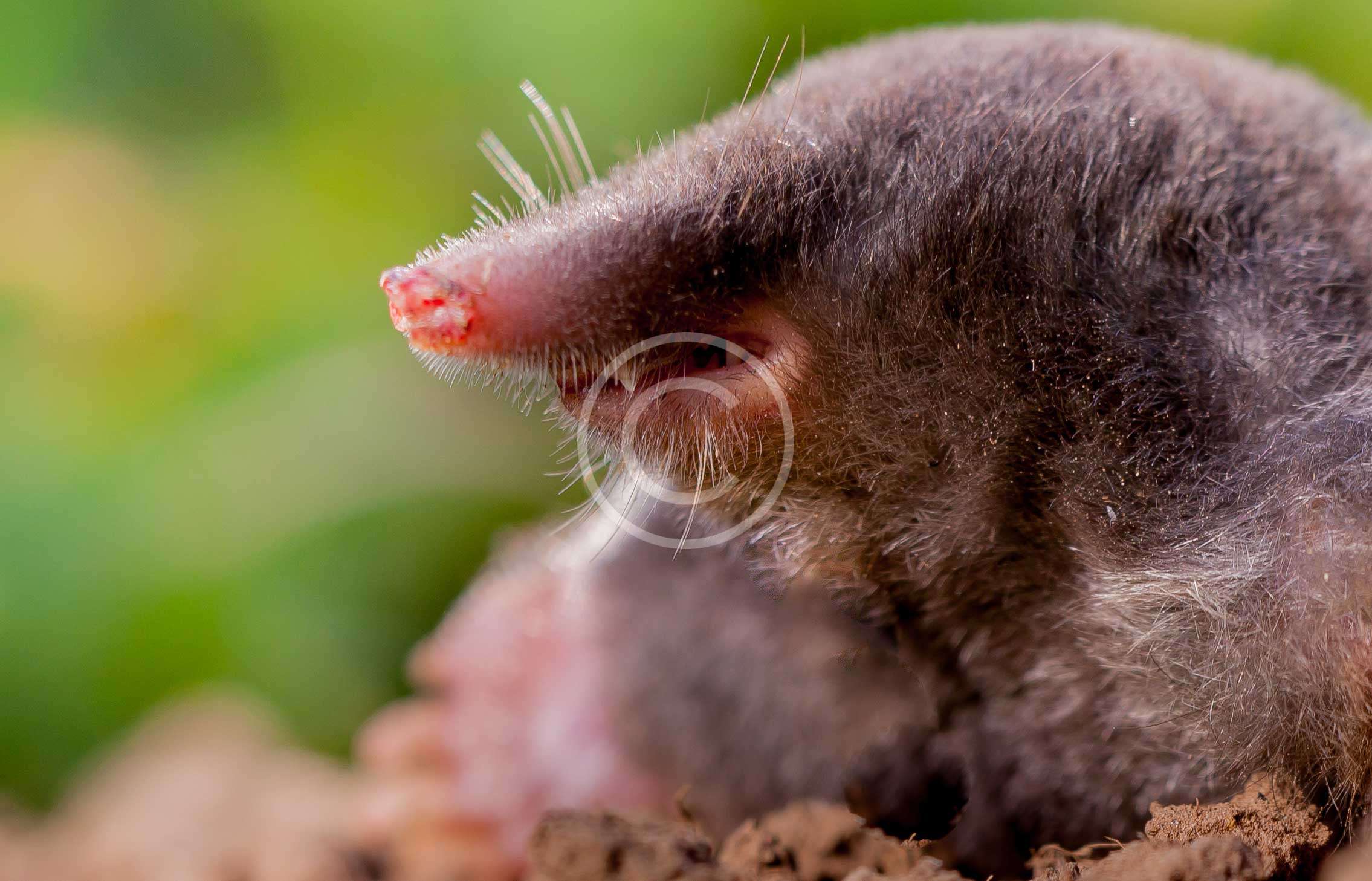 Mole Control