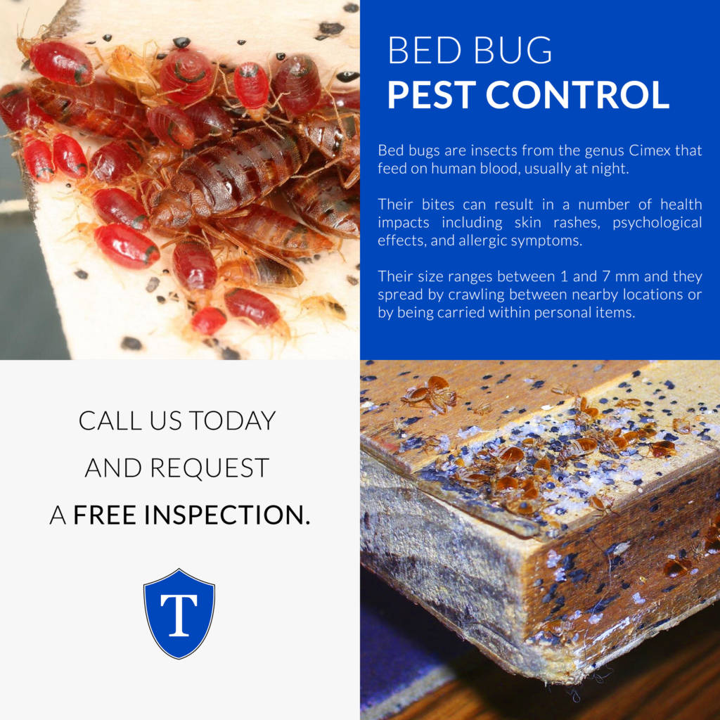 Bed Bug Removal | Bed Bug Exterminator, Treatment & Control