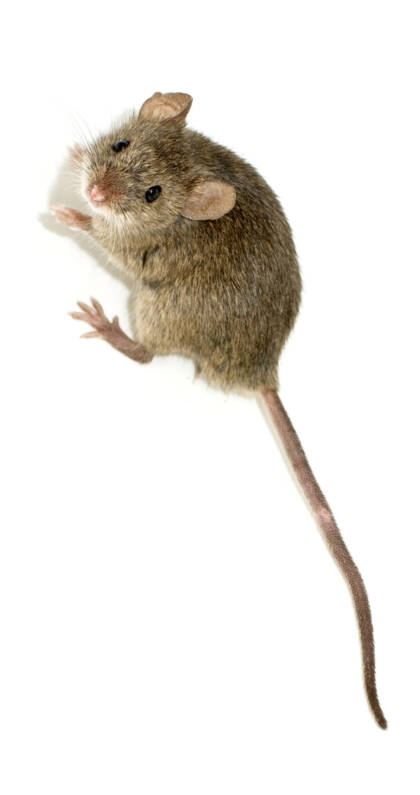 Мышь_2